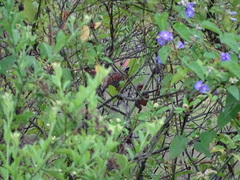 Melanopareia elegans