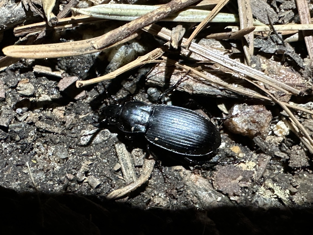 Pterostichus ordinarius