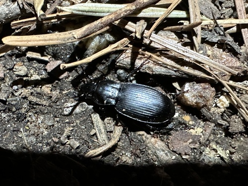 Pterostichus ordinarius