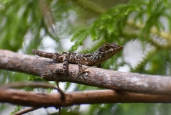 Mountain Anole photo 2