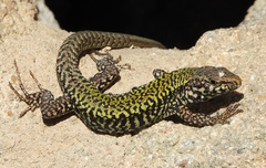 Podarcis muralis nigriventris