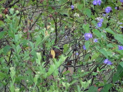 Melanopareia elegans