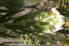 Phylica axillaris