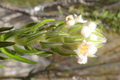 Phylica axillaris
