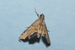 Petrophila daemonalis