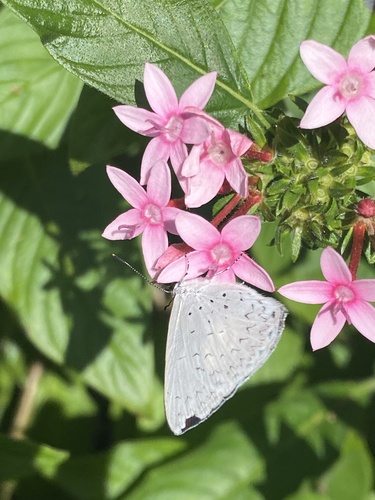 Photo of Common Pencilled Blue (Eirmocides absimilis)