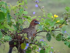 Ortalis erythroptera