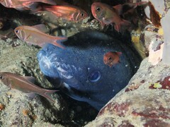 Slender Roughy photo 4