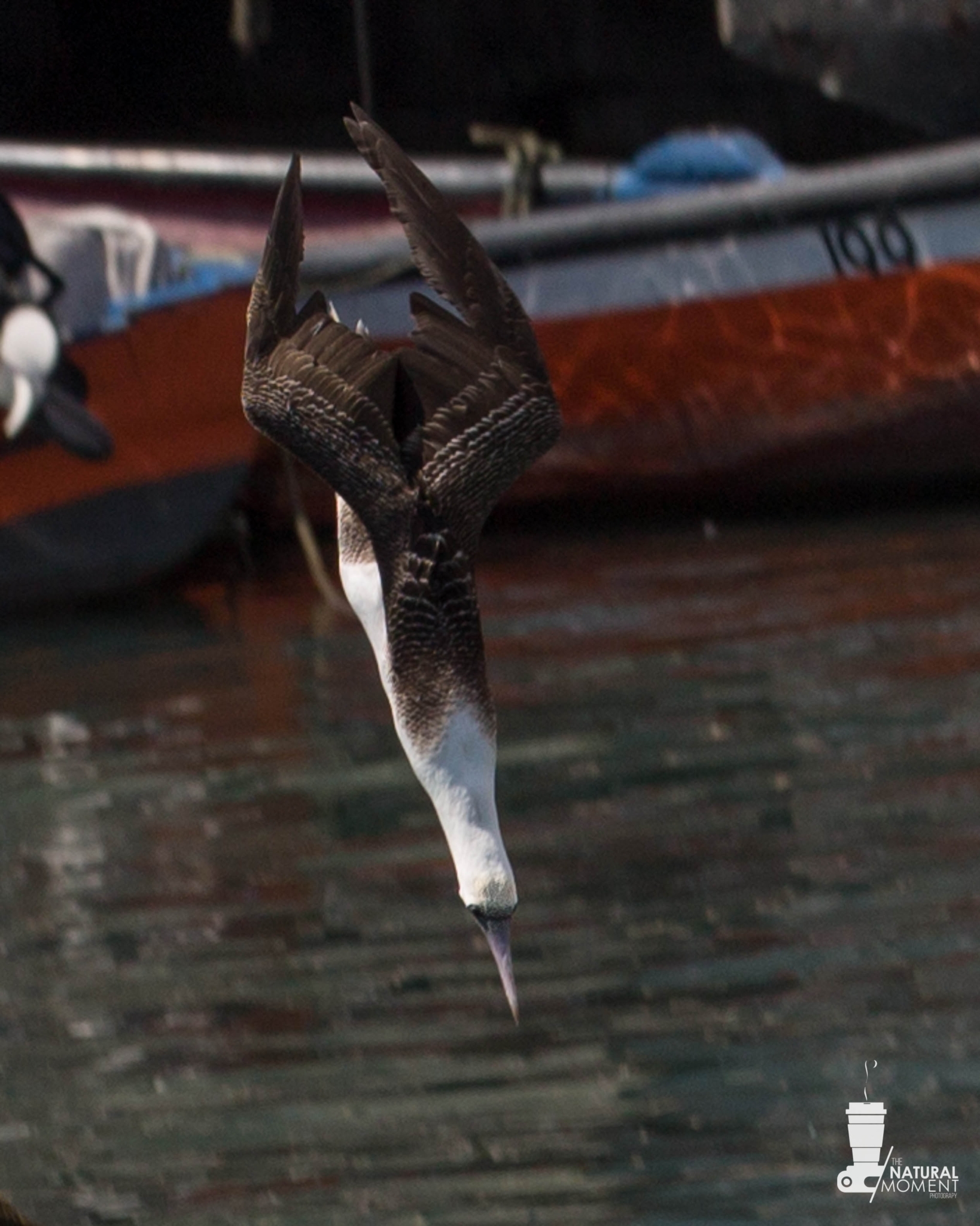 Peruvian Booby illustration