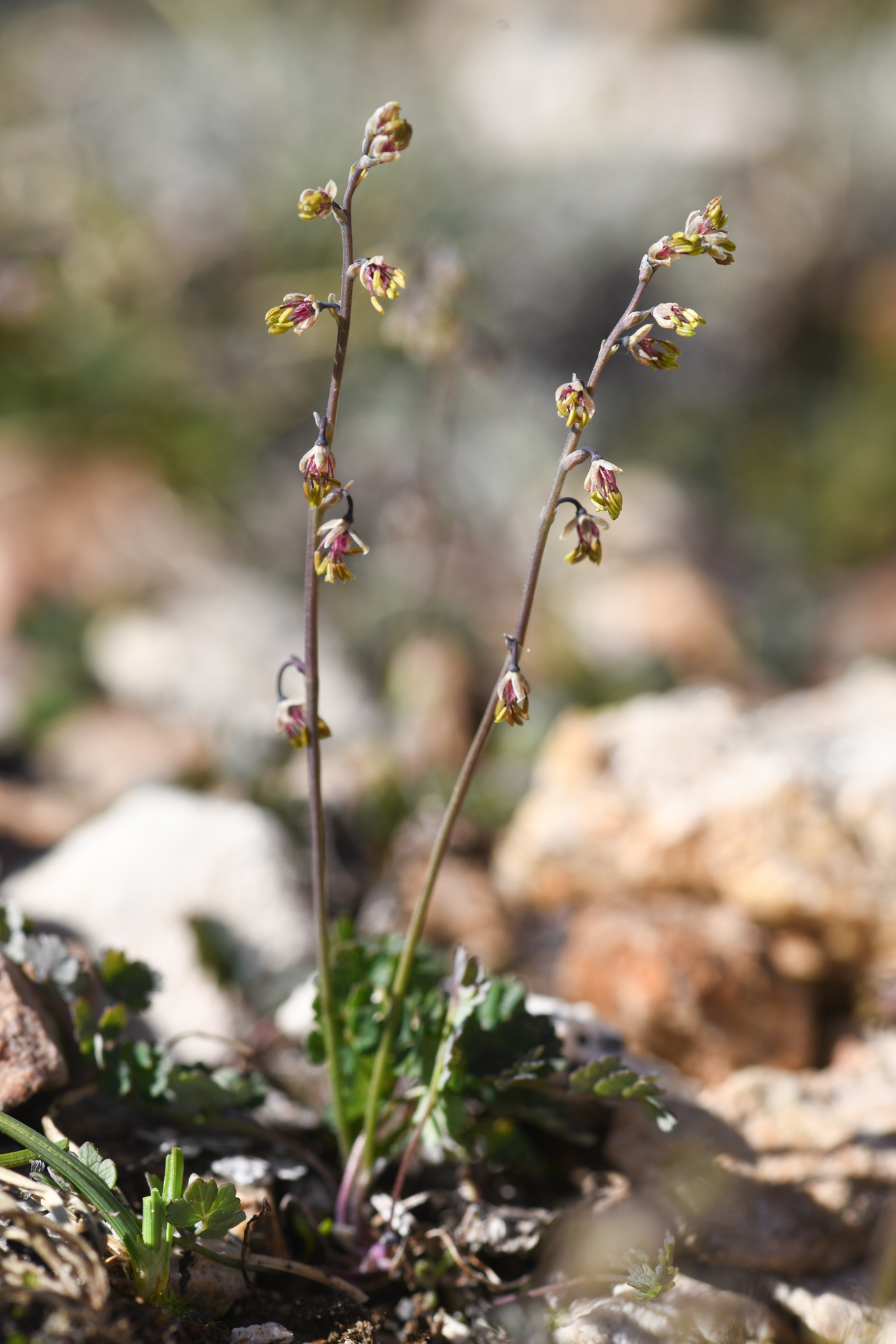 Thalictrum alpinum