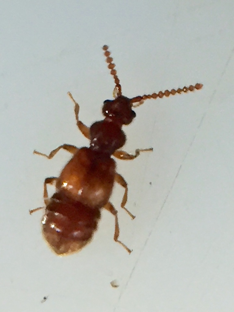 Faronini