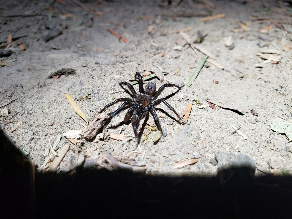 Pacific Foldingdoor Spider