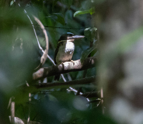 Hook-billed Kingfisher (Melidora macrorrhina), photo 10