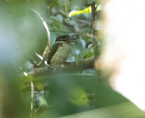 Hook-billed Kingfisher (Melidora macrorrhina), photo 6