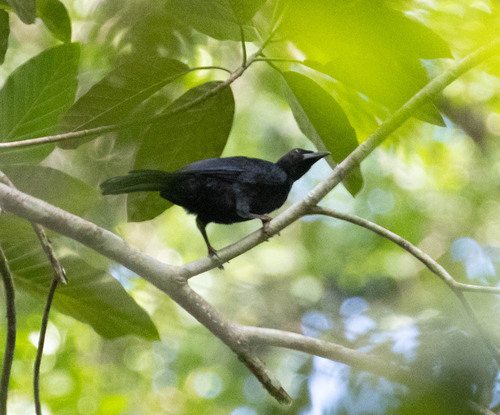 Trumpet Manucode (Phonygammus keraudrenii), photo 1