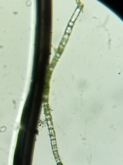Ulothrix