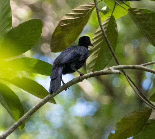 Trumpet Manucode (Phonygammus keraudrenii), photo 2