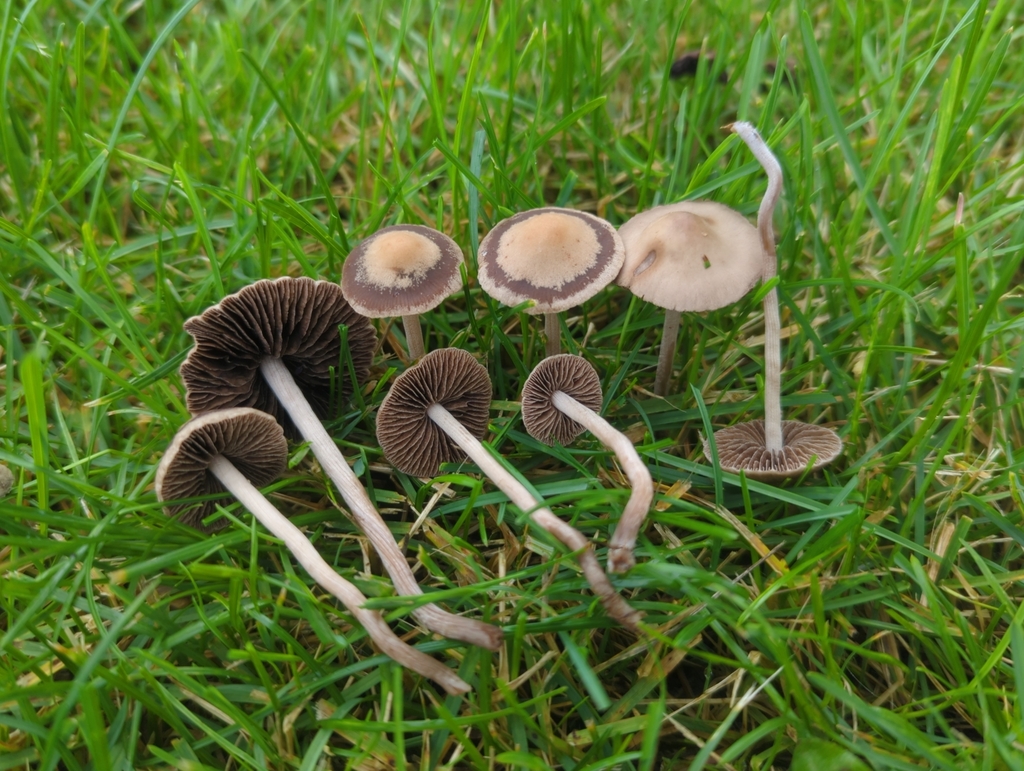 Mower's Mushroom from Fairbanks, AK 99709, USA on August 27, 2023 at 11