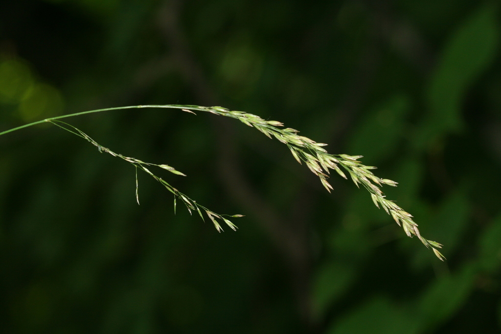 Wood Fescue