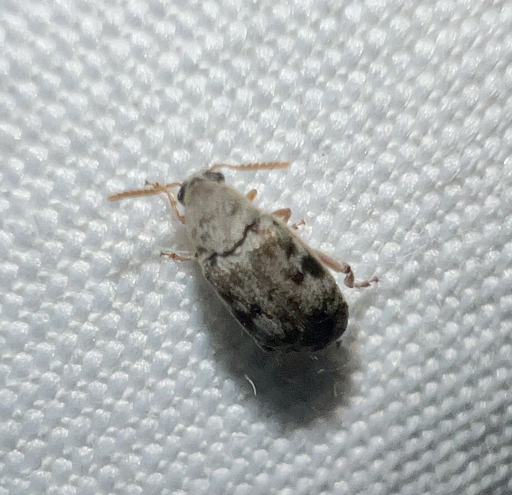 Mimosestes protractus