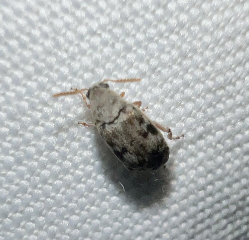 Mimosestes protractus