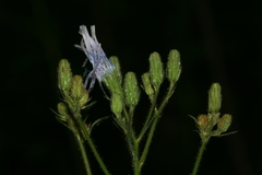 Cicerbita macrophylla uralensis