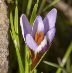 Crocus cyprius
