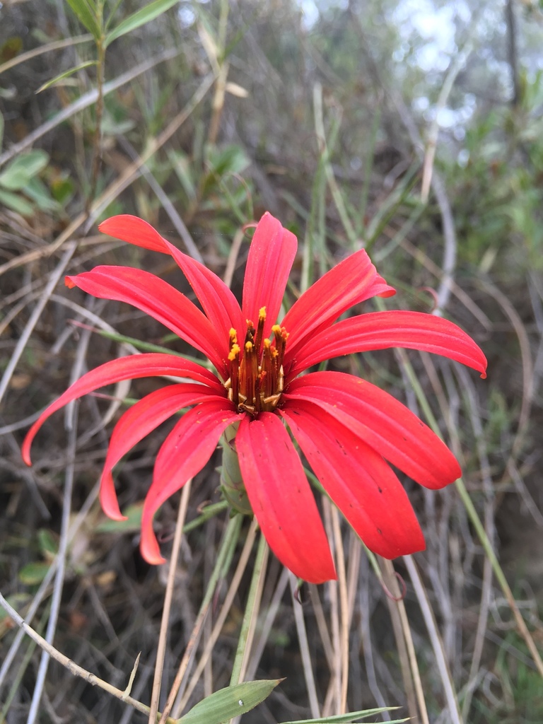 Holophyllum