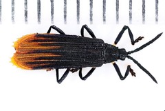 Sceloenopla