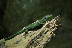 Caspian Sea Rock Lizard photo 2