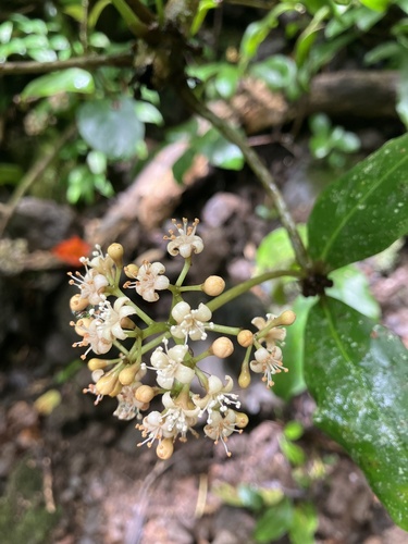 Ceodes umbellifera observed 2023-08-28
