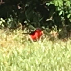 Laniarius erythrogaster