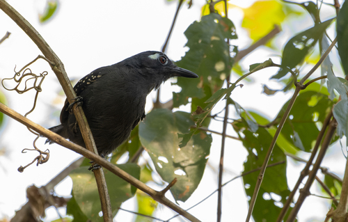 Plumbeous Antbird (Myrmelastes hyperythrus), photo 6