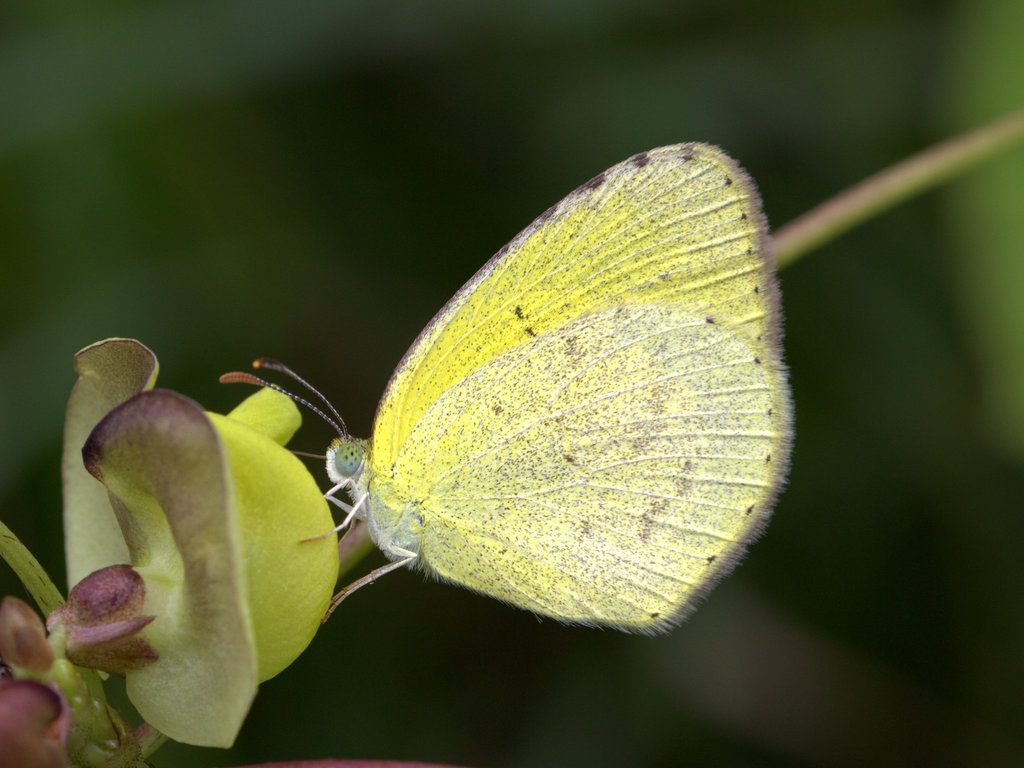 Broad-bordered Grass Yellow