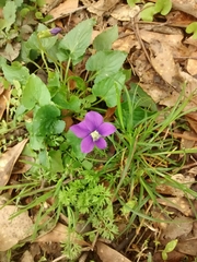 Viola
