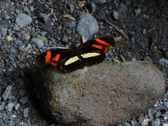 Podotricha telesiphe