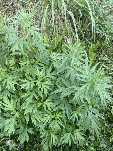 Artemisia opulenta iNat (1)