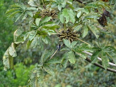 Iridophanes pulcherrimus