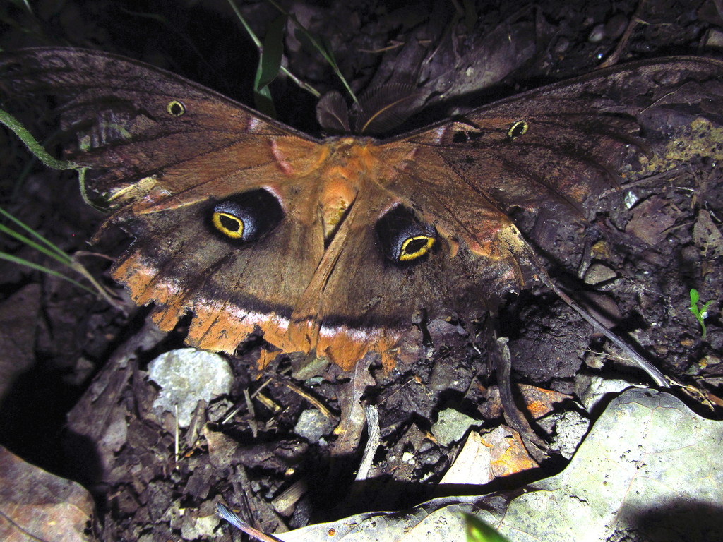 Polyphemus Moth From Washington County PA USA On July 23 2023 At 10   Large 