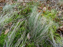 Festuca filiformis