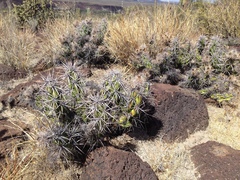 Corynopuntia invicta