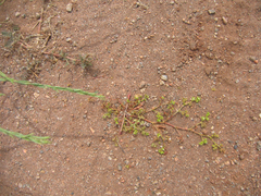 Chorizanthe procumbens