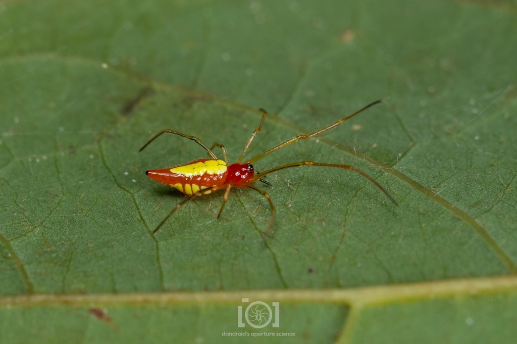 Chrysso albomaculata