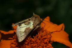 Diachrysia chrysitis