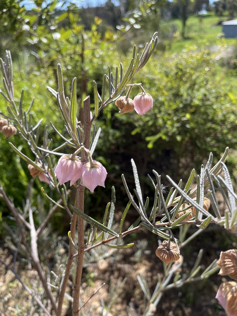 large-flowered guichenotia