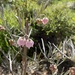 Guichenotia macrantha - Photo (c) mikihon, algunos derechos reservados (CC BY-NC)