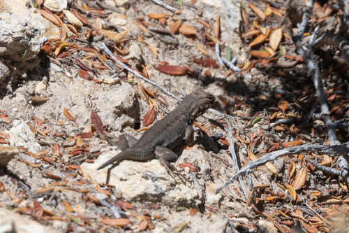 iNaturalist observation photo of Common Sagebrush Lizard