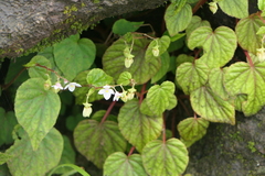 Begonia crenata, photograph (c) Dinesh Valke, some rights reserved (CC BY-SA)