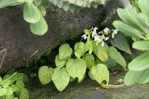 Begonia crenata, photograph 6