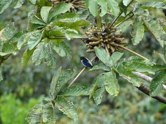 Iridophanes pulcherrimus